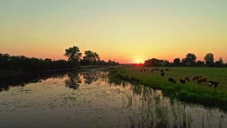 stunning drone aerial sunrise shot above reflective peaceful lake and grazing herd of cows