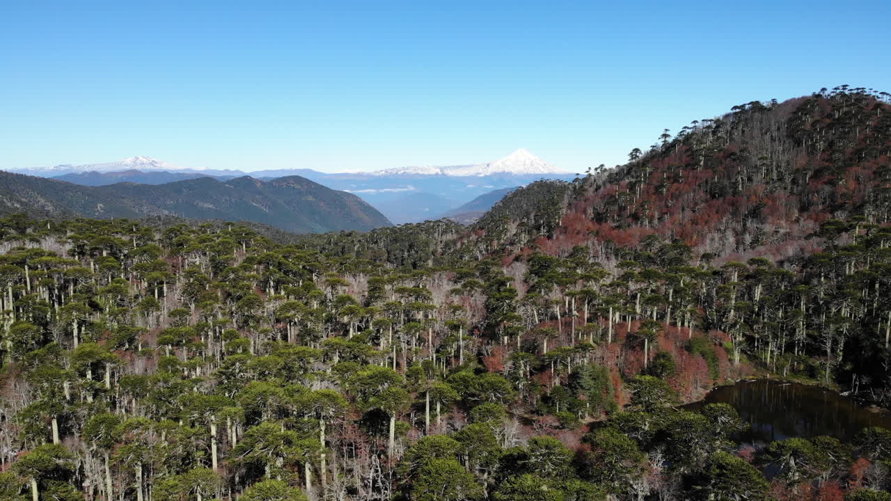 Scenic Araucaria Forest with Mountain Views