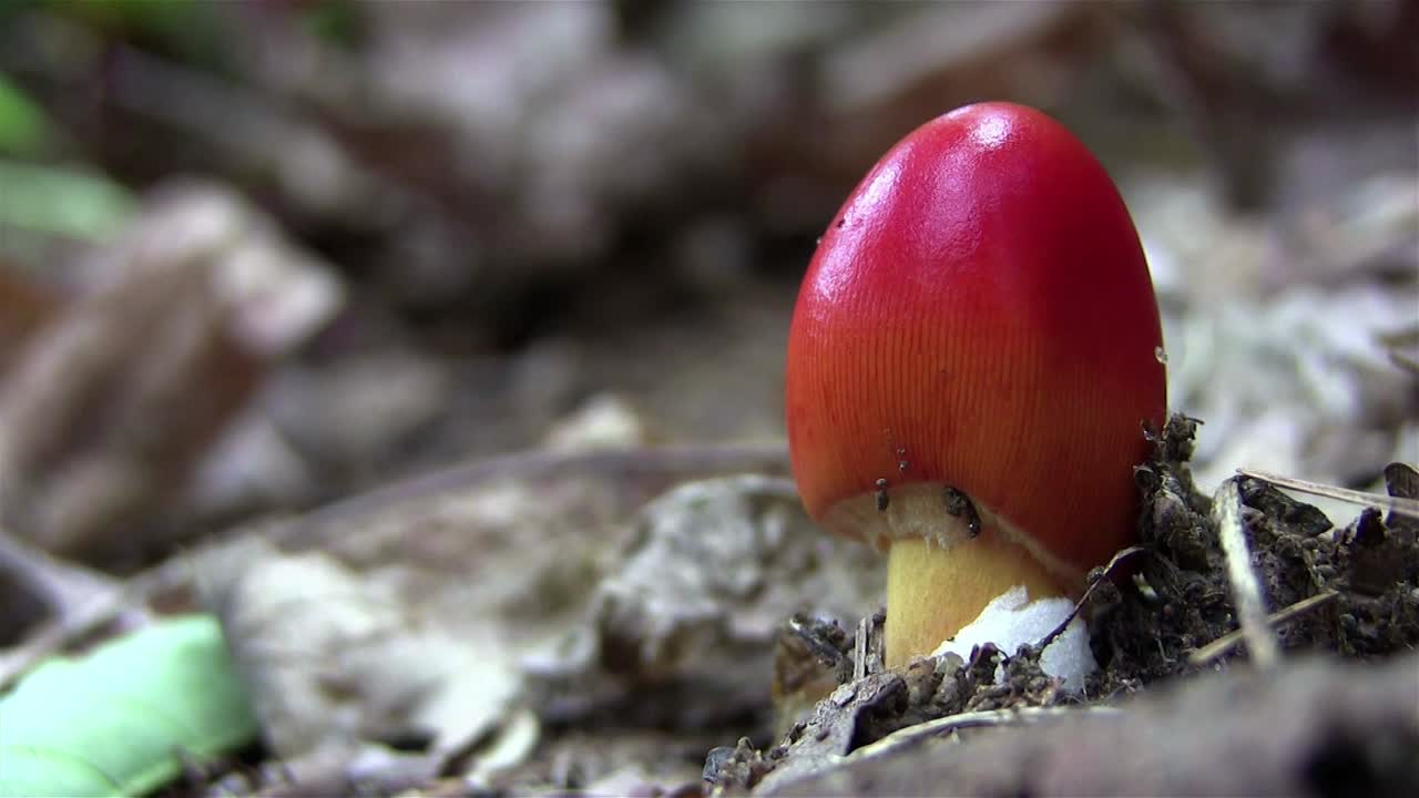 A red rosella mushroom grows on the forest floor