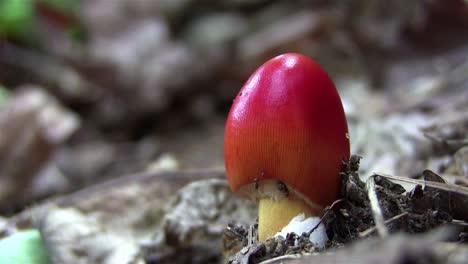 Un-Hongo-Rosella-Rojo-Crece-En-El-Suelo-Del-Bosque