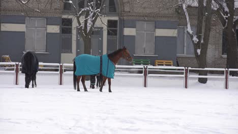 Herde-Pferde-Laufen-Im-Schnee