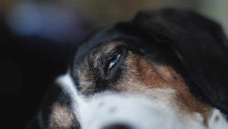 eye of large sleeping dog twitching