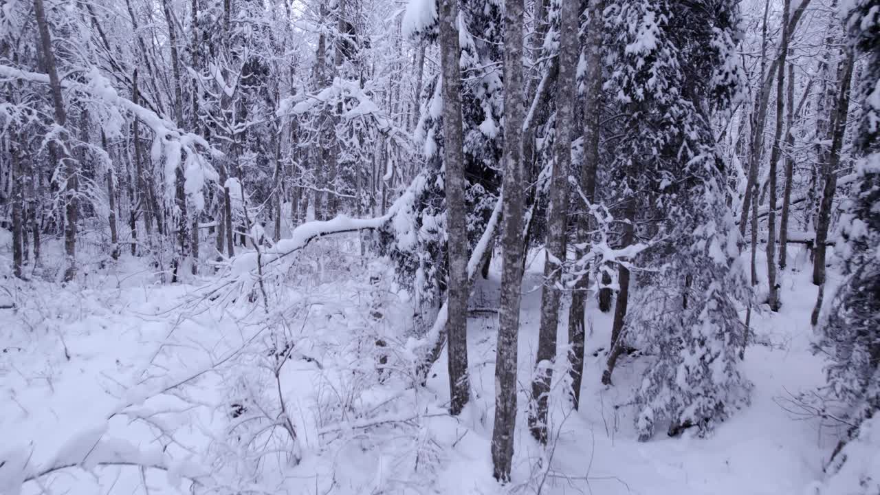 스위스의 눈 덮힌 알더 나무를 드러내는 드론 영상