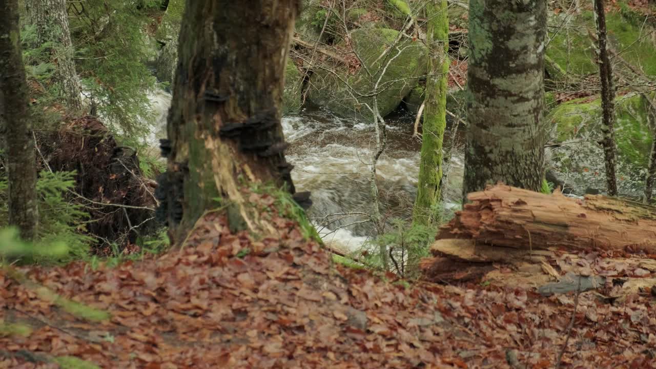 Waterfall of Veliki Sumik in the eastern part of Slovenia. Camera panning behind a tree to show the river flowing down during the spring season