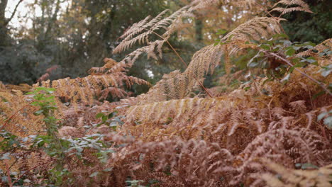 Camera-Pans-Between-Two-Red-Ferns-In-Autumn---Fall,-In-Slow-Motion
