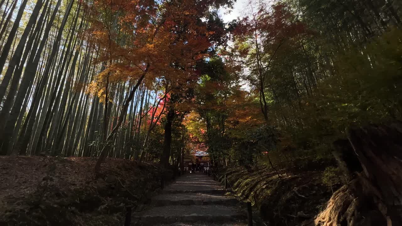 Stunning push in cinematic shot through bamboo forest with autumn colors in Japan