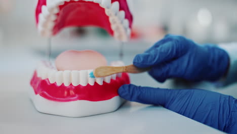 dental hygiene education with toothbrush and dental model