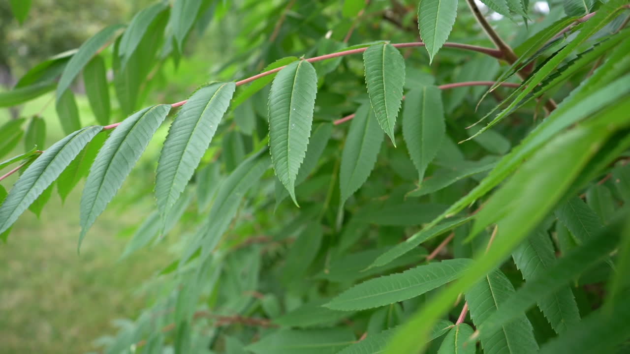 cámara moviéndose a lo largo de las hojas verdes de los árboles