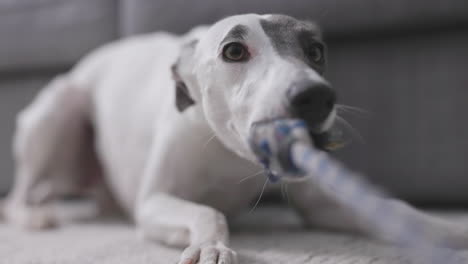 perro whippet jugando en movimiento lento