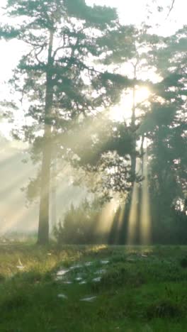 sunrise in the forest