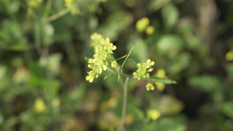 Senfblumen-Blühen-Auf-Dem-Weiten-Feld