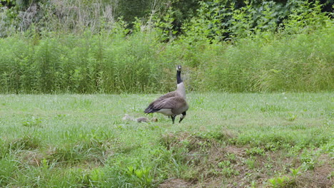 canada goose family with offspring, resting and foraging on a hot and humid afternoon