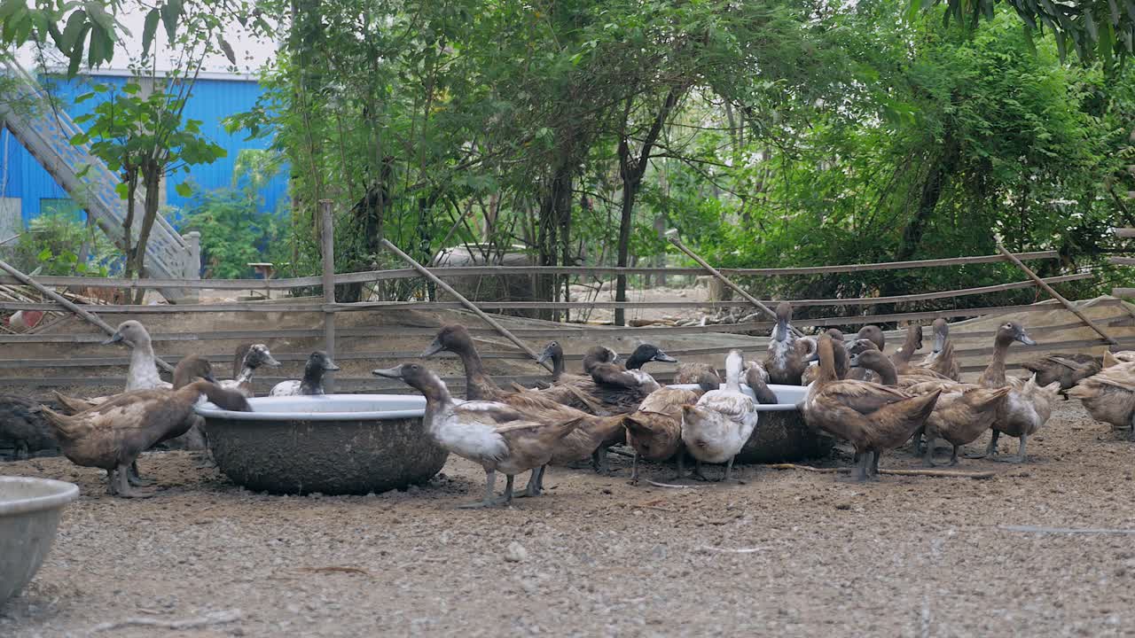 농장 안 의 오리 들 이 강철 연못 에서 물 을 마시고 있다