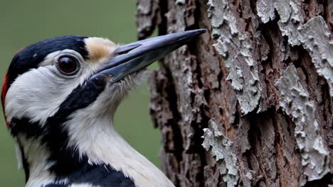 close-up of a woodpecker on a tree trunk