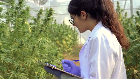 Scientist-with-document-analyzing-cannabis-plants