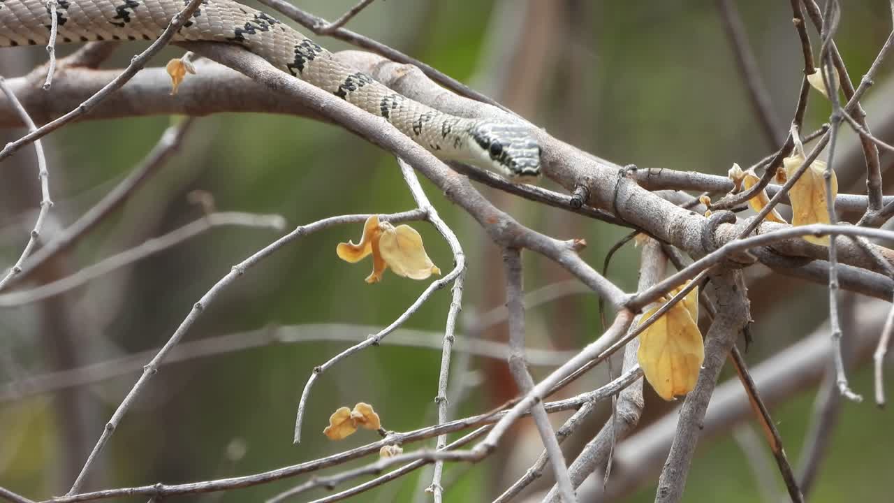 serpiente voladora en el árbol encontrando comida