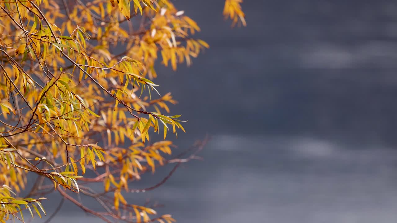 Golden autumn leaves gently sway by a serene lake in Wanaka, New Zealand, under soft, natural lighting