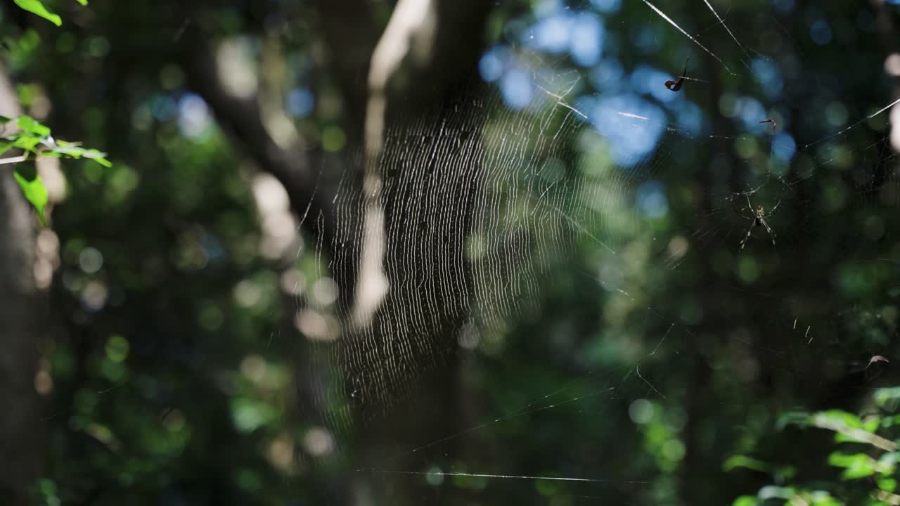 Foresta giapponese a Tomogashima, ragnatela di ragno tessitore dorato
