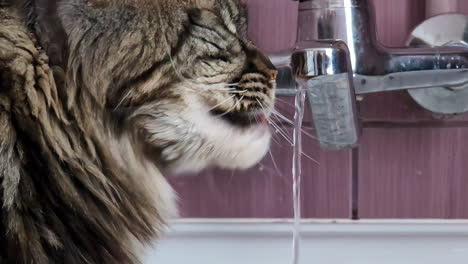 happy mane coon drinking water from running water tap, close up