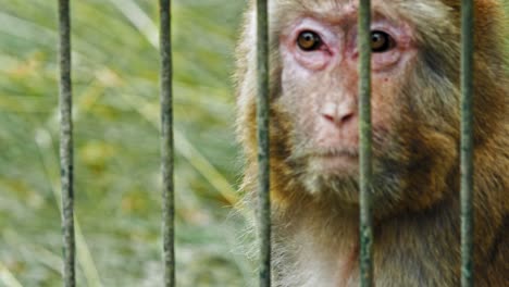 Trauriger-Rhesusaffe-Hinter-Käfig-Im-Zoo