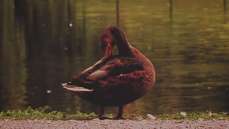 pato mallard de pie y frotando cerca del río