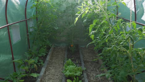 growing tomatoes and other vegetables in a greenhouse