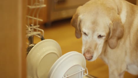 un perro lamiendo platos en un lavador de platos