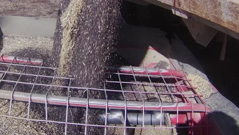 harvesting grain with modern agricultural machinery