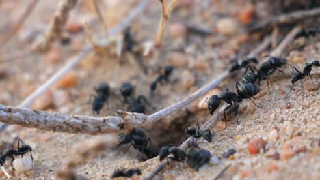 ants working together around a hole