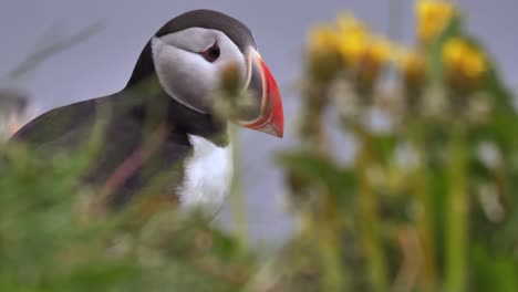 close up of an atlantic puffin in iceland with flowers on the foreground