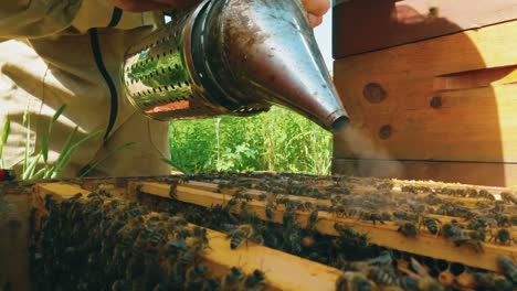 Close-up of a beekeeper's hands using a smoker to calm bees on wooden honeycombs