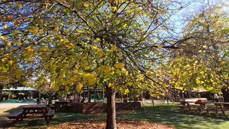 tree shedding leaves in autumn at melbourne zoo