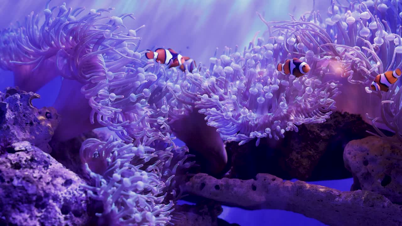 활기찬 바다 해파리 들 사이 에서 헤엄치는 클론피시