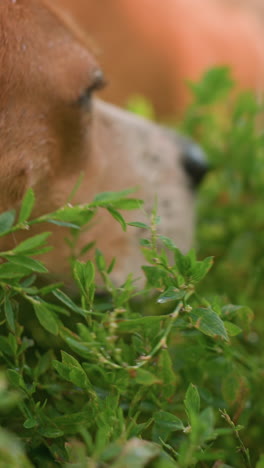 primer plano de un perro marrón lamiendo la hierba mientras explora, con una vista borrosa de otro perro en el fondo, la escena captura el comportamiento canino natural en medio de una exuberante vegetación