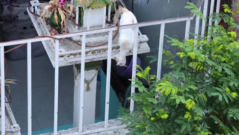 white cat moves around obstacles on a balcony