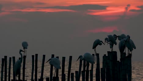 The-Great-Egret,-also-known-as-the-Common-Egret-or-the-Large-Egret