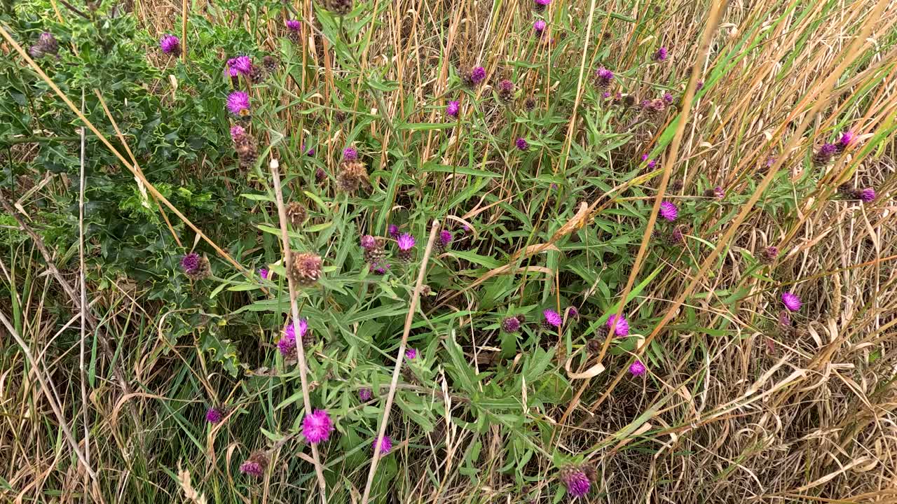 A bumblebee moves among purple wildflowers in tall coastal grass, filmed in natural daylight with a steady, close-up perspective and shallow depth of field
