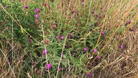 a bumblebee moves among purple wildflowers in tall coastal grass, filmed in natural daylight with a steady, close-up perspective and shallow depth of field