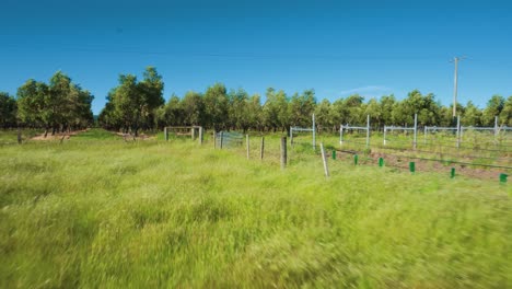 Grass-blowing-in-wind-with-sheep-and-olive-grove