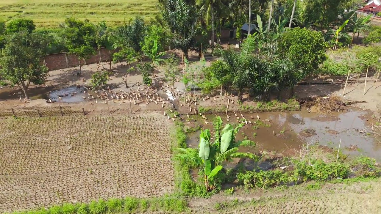 Nagranie z drona przedstawiające kaczki wolno wybiegowe przemieszczające się po polach uprawnych na wiejskich obszarach Indonezji. Film prezentuje tradycyjną hodowlę drobiu i wiejski krajobraz rolniczy.