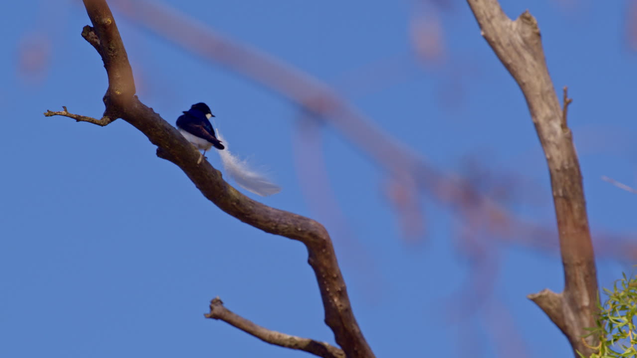 Spring in flight: purple martins caught in a dreamy slow motion swirl.