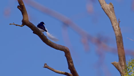 spring in flight: purple martins caught in a dreamy slow motion swirl.
