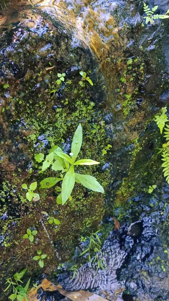 Piccola pianta verde che cresce su una roccia umida e muschiosa vicino a un ruscello