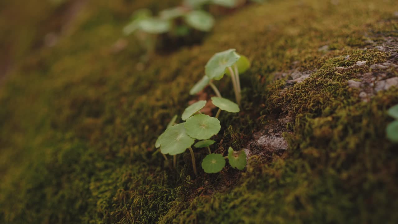 Piccole piante verdi che spuntano dal muschio soffice nella calda luce del bosco