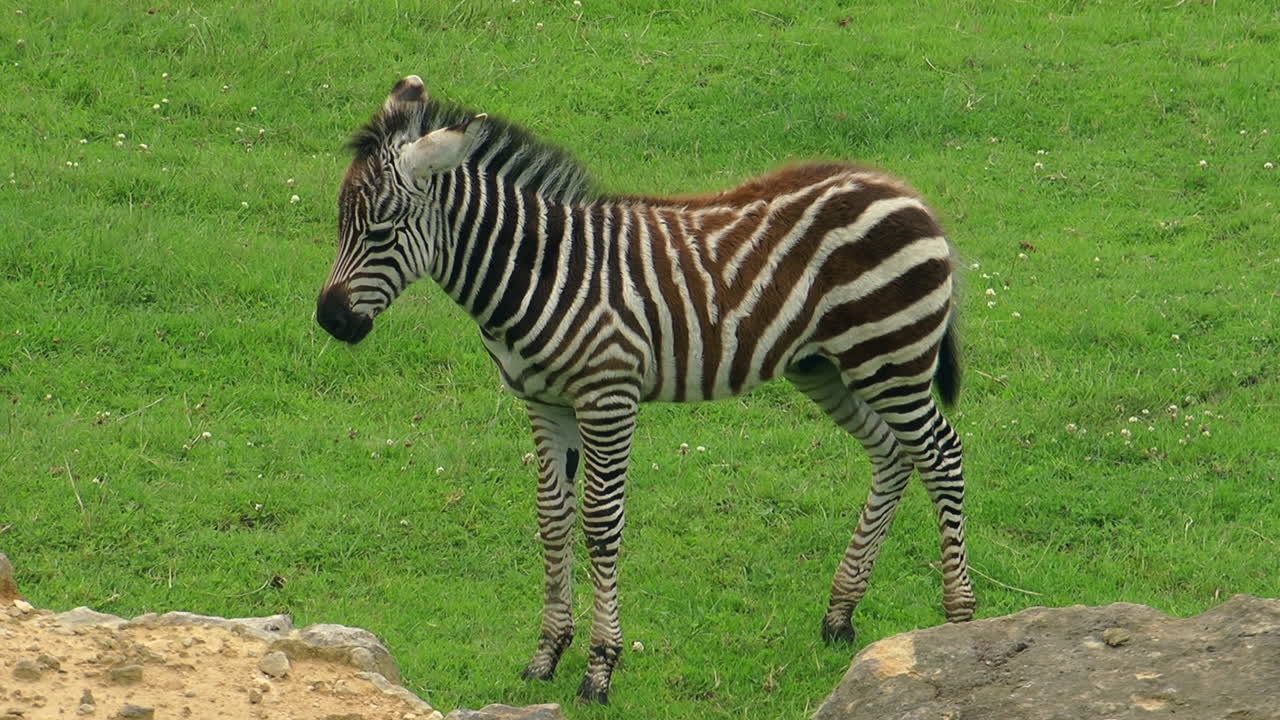 una cebra joven, mirando a la izquierda, de pie en un campo de hierba en el parque safari longleat