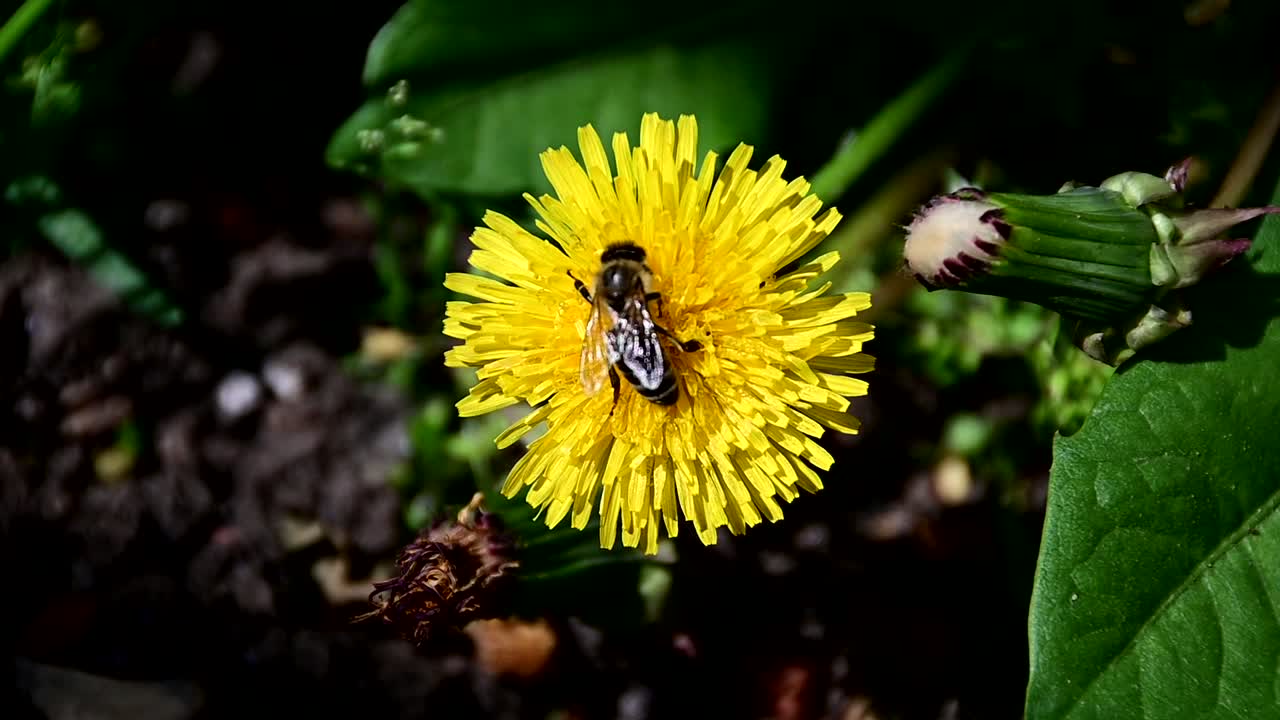 imágenes de una abeja recogiendo polen de una flor amarilla
