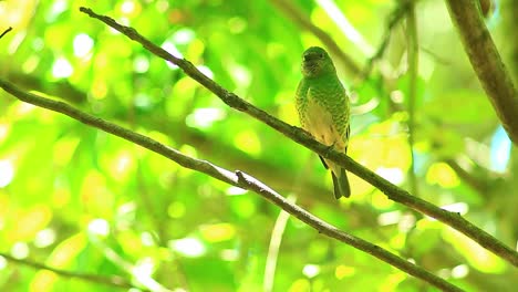 Pájaro-Gato-Verde,-Golondrina-Tangara-Pájaro-Tersina,-Tersina-Viridis-En-Verde,-Posado-En-Una-Ramita,-Fondo-De-Manglar-De-Bosque-De-Hojas-En-Bokeh,-Mirando-A-Su-Alrededor,-Lindo-Pájaro-En-El-árbol,-Cinemático,-Zoomlens,-Telelens