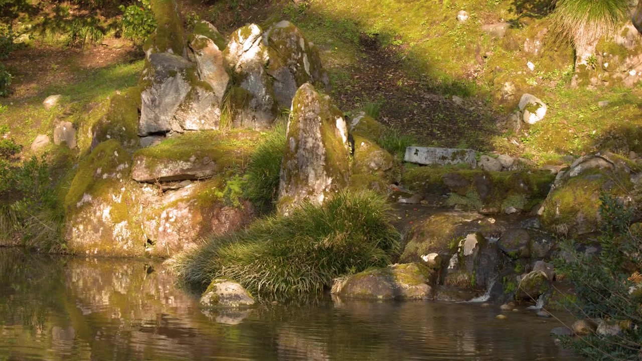 Ampia inquadratura statica di un tranquillo laghetto di un giardino giapponese con pietre coperte di muschio e una vegetazione lussureggiante.