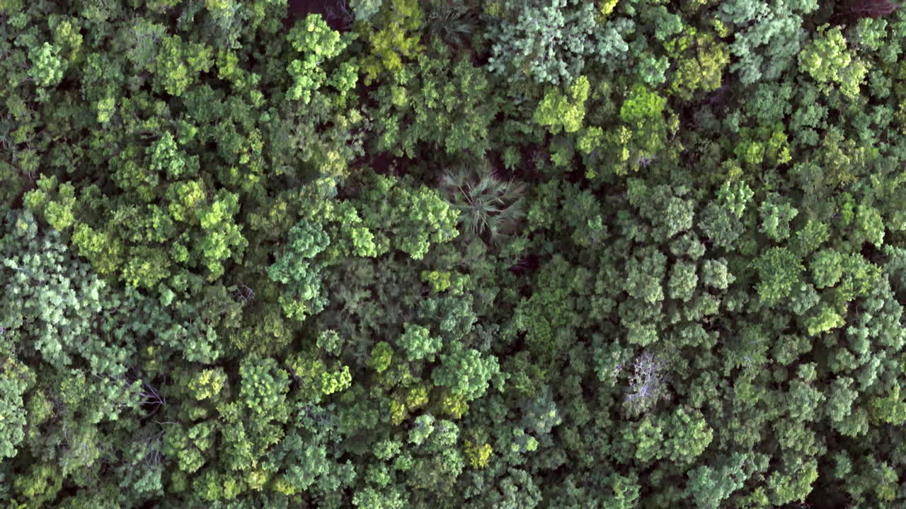 Zenith shot from a drone flying over the mayan jungle near Cancun Mexico