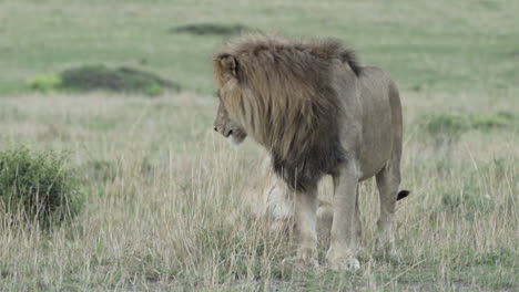 Löwenpaar-Beim-Balzen:-Weibchen-Legt-Sich-Neben-Männchen,-Löwe-öffnet-Maul-Und-Gähnt,-Halbtotale